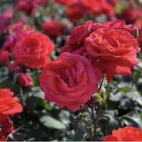 Zijing Park - International Rose Garden