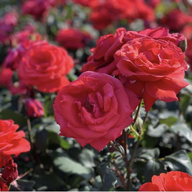 Zijing Park - International Rose Garden