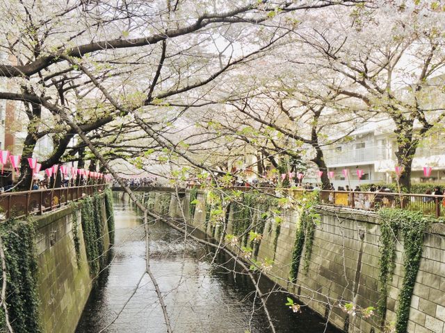 目黑川櫻花 - 沿途與你有過一幀風景