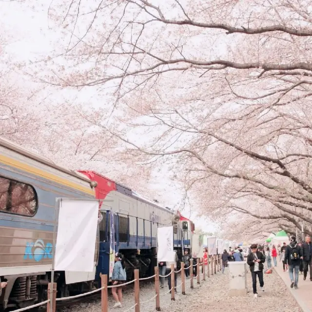 진해군항제 다음 달에 볼 수 있는 모습