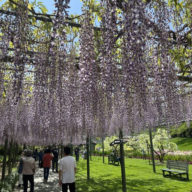 藤が見頃！はままつフラワーパーク💐
