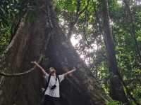 The oldest, biggest rainforest in malaysia 