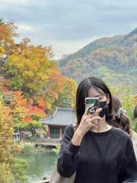 가을 단풍 명소 화담숲 미리보기🍁