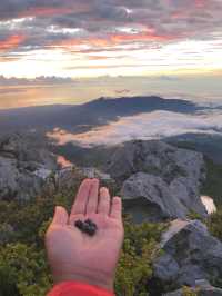Philippine Grandfather Mountain Apo