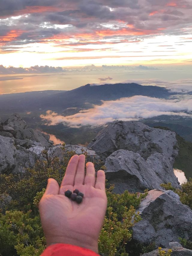 Philippine Grandfather Mountain Apo