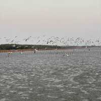 ให้อาหารนก ที่บางปู