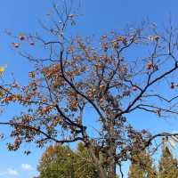 Autumn in Seoul Olympic Park