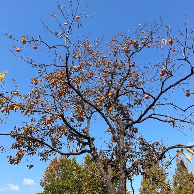Autumn in Seoul Olympic Park