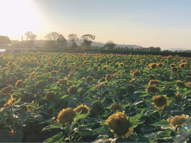 臺中后里 市郊人氣後花園 中社觀光花市花海