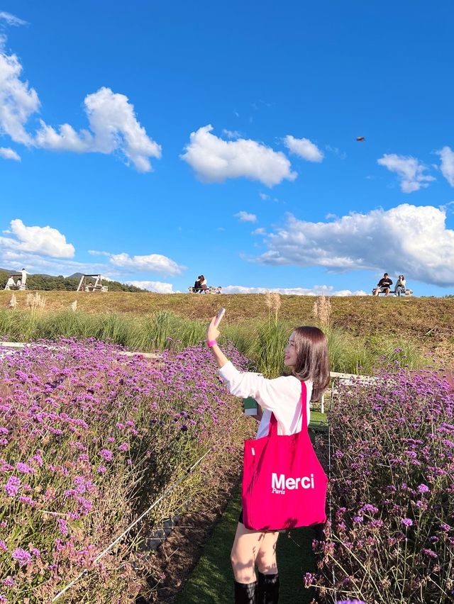 춘천 핑크뮬리 천국💓🌸