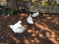 Sunday afternoon walking at Lake Eola Parl 