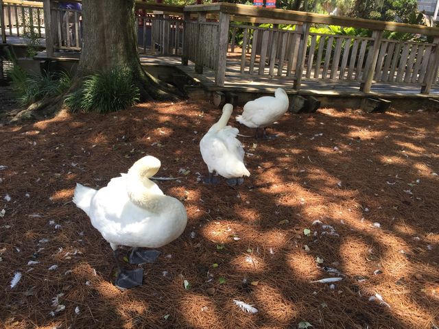 Sunday afternoon walking at Lake Eola Parl 