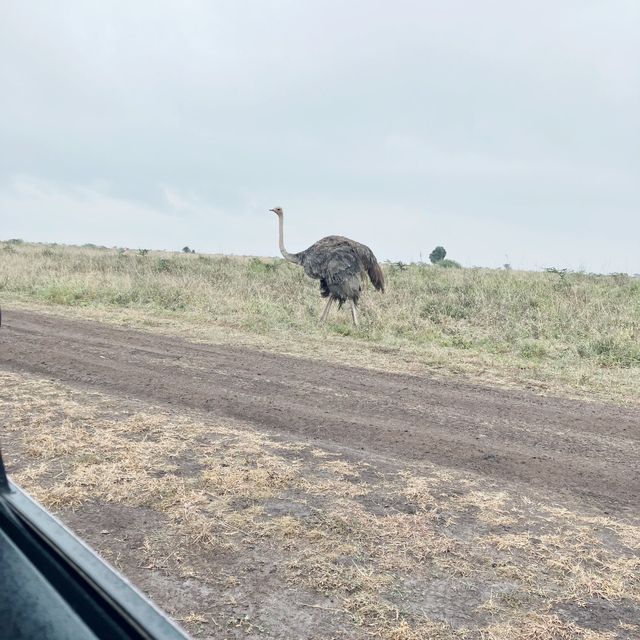 NAIROBI NATIONAL PARK 🦒🦓🐂