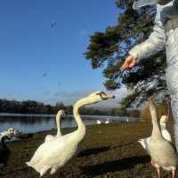 #park #nature #swans #familyday