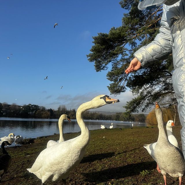 #park #nature #swans #familyday