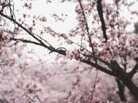 Spring flowers at the Baitang garden Suzhou🌸