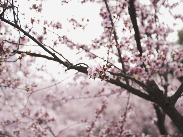 Spring flowers at the Baitang garden Suzhou🌸