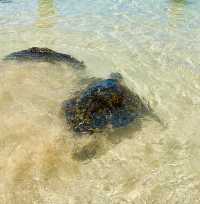 Oahu North Beach