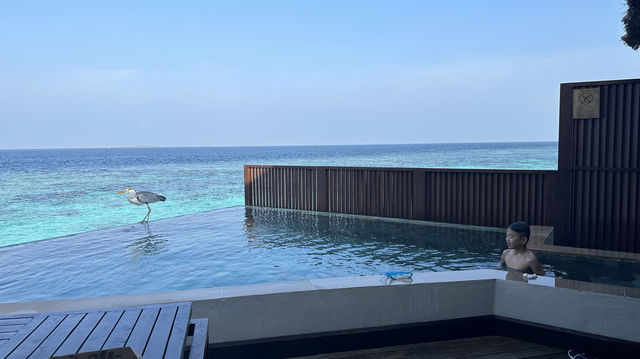 Maadhoo OZEN Reserve Bolifushi
