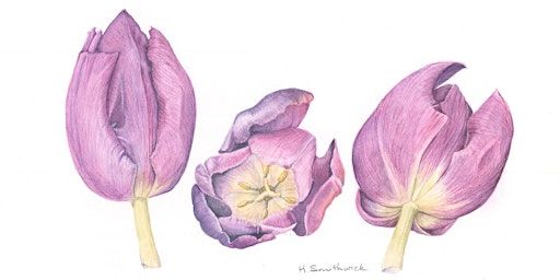 Beginning Watercolor Workshop | Phelan Gardens