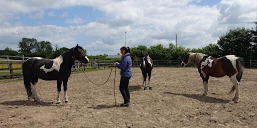 HUMANS HORSES HARMONY - HARMONY 1 COURSE | SY21 0QH