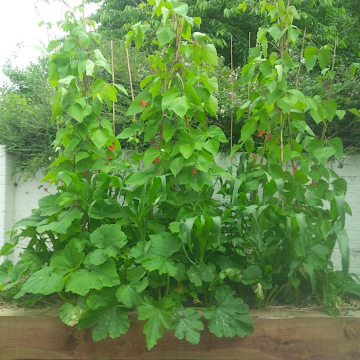 Self-Sufficiency planning (UK) | Sheepdrove Organic Farm