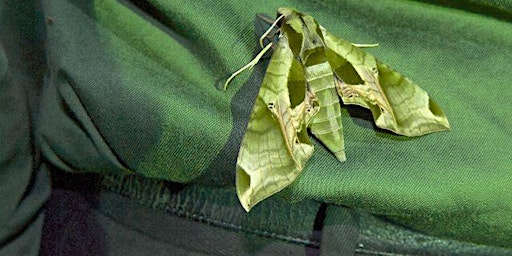 Moth Night 2026, in Taconic State Park | Historic Copake Iron Works