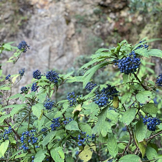 行山 「一樹洞 」沿途驚險