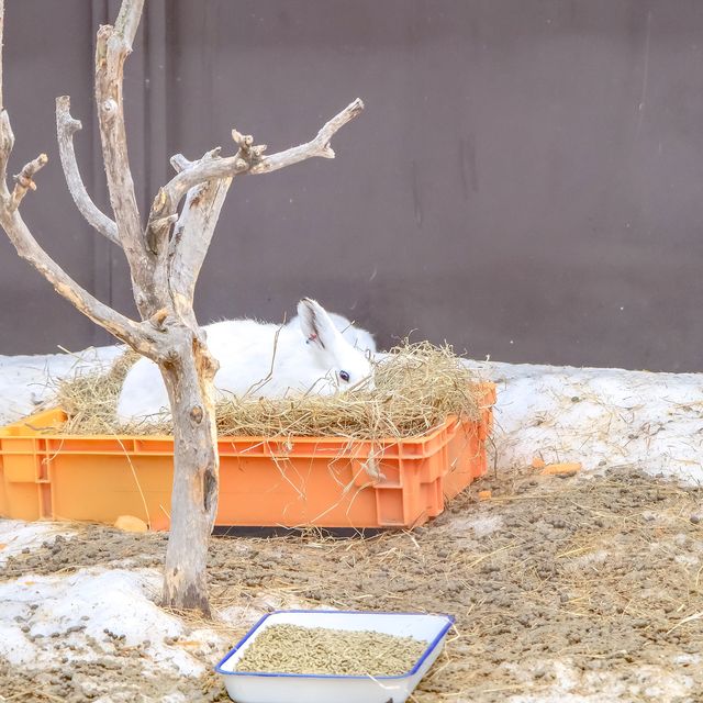円山動物園のドサンコの森のウサギエリア