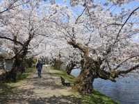 【桜まつり】弘前公園