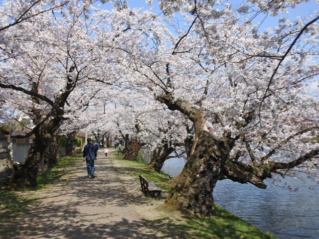 【桜まつり】弘前公園