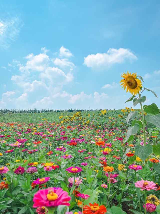 가장먼저 만나본 팜랜드의 해바라기🌻