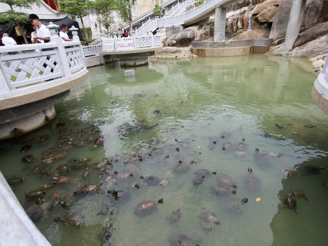 Tortoise Liberation Pond