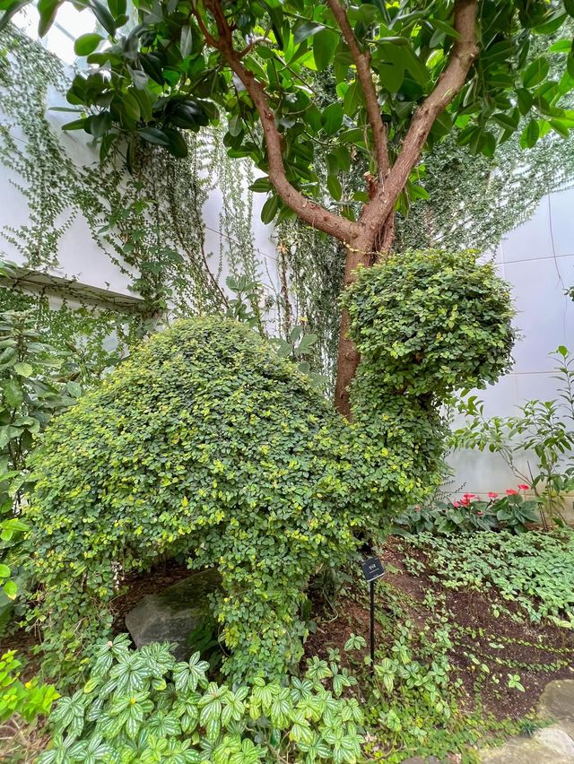 실내 천장을 닿을 듯한 나무가 신기한 수목원🌳