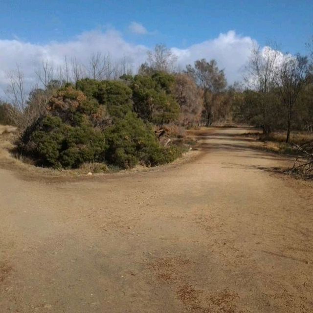Spot Kangaroos in the Pokémon island