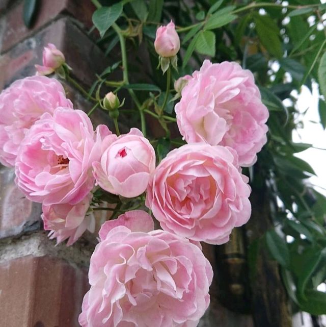 台北花博公園