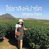 ไร่ชาสิงห์ปาร์ค  Singha Park 