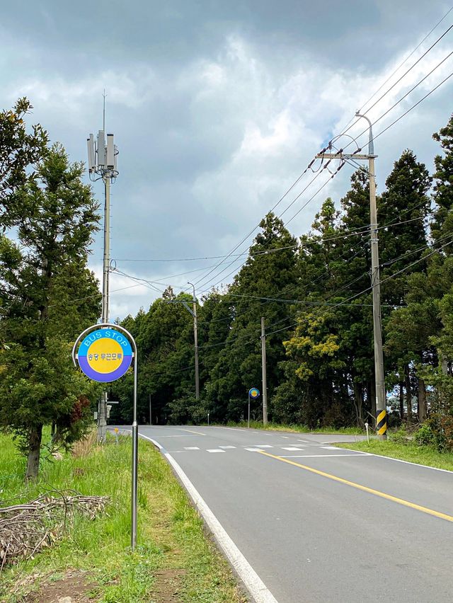 제주도 핫한 포토존, 송당무끈모루
