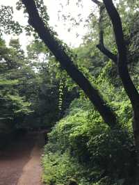 비오는 날 제주에서 비자림🌳 어때유?