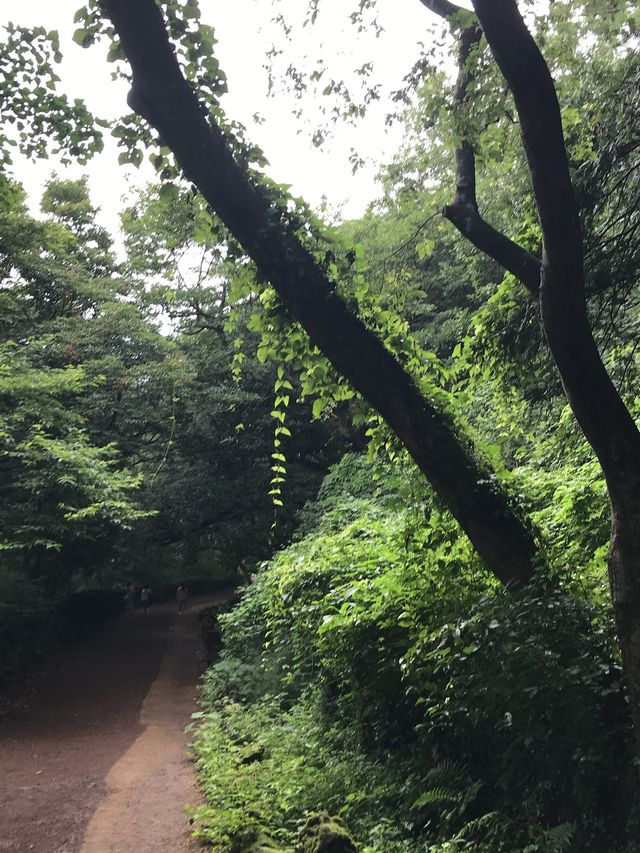 비오는 날 제주에서 비자림🌳 어때유?