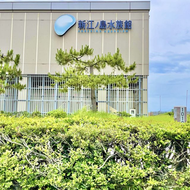 新江ノ島水族館の壁画アート