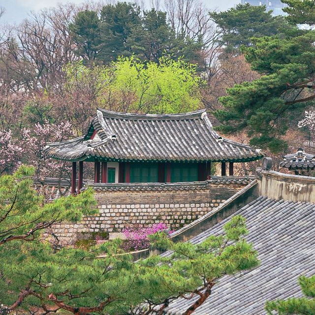 봄이 되면 벚꽃과 홍매화 개나리 등 다양한 꽃들이 개화하는 창덕궁