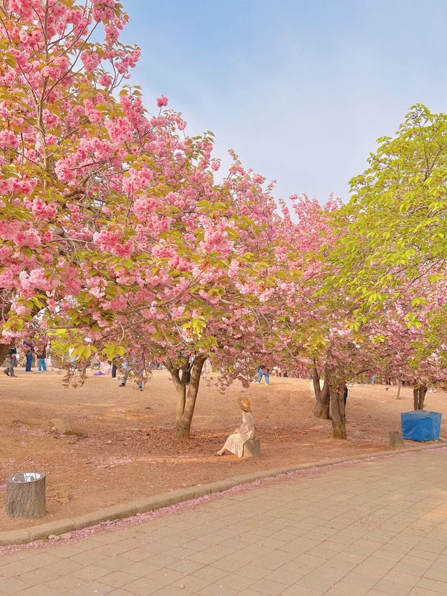 겹벚꽃 명소 중 손에 꼽히는 곳, 불국사