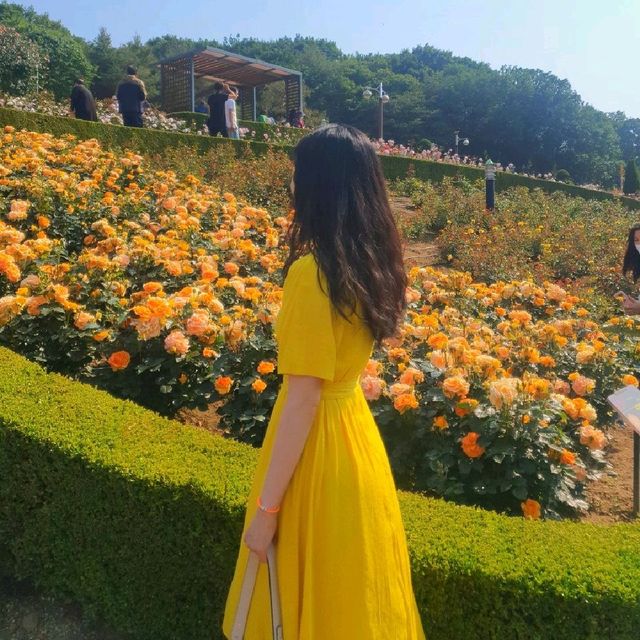 부천 도당산 백만송이 장미축제🌹