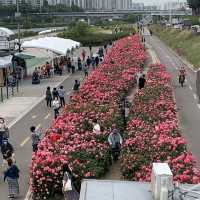 알록달록 장미를 만나볼 수 있는 중랑천 장미 축제 🌹