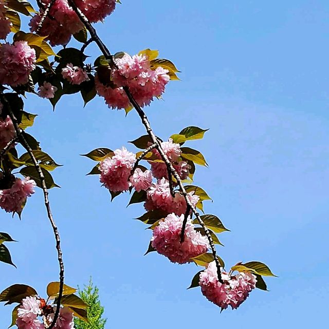 新宿御苑賞櫻花•楓葉