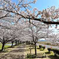 【穴場桜スポット】おの桜づつみ回廊