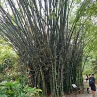 Ethnobotany Gardens Singapore 