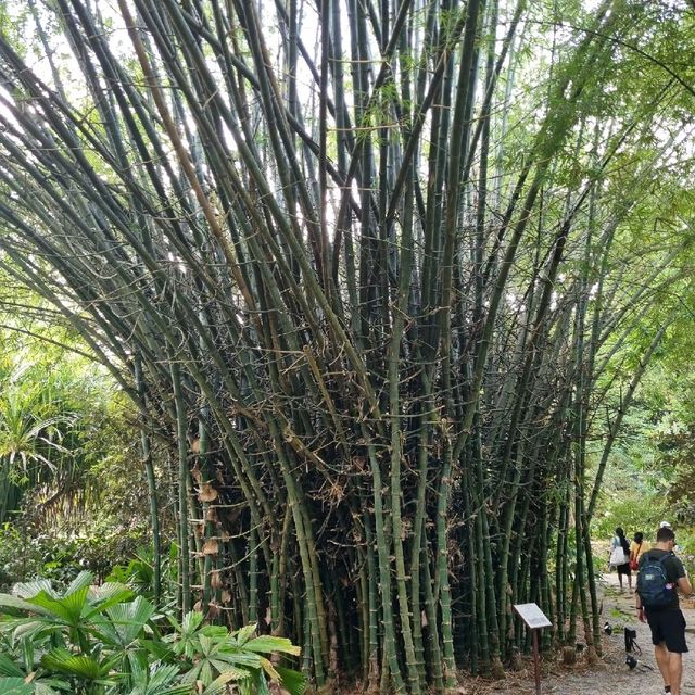 Ethnobotany Gardens Singapore 