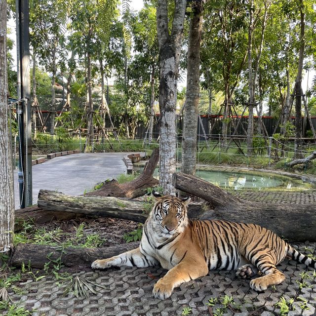 近距離接觸老虎🐯芭堤雅人氣老虎🐅樂園